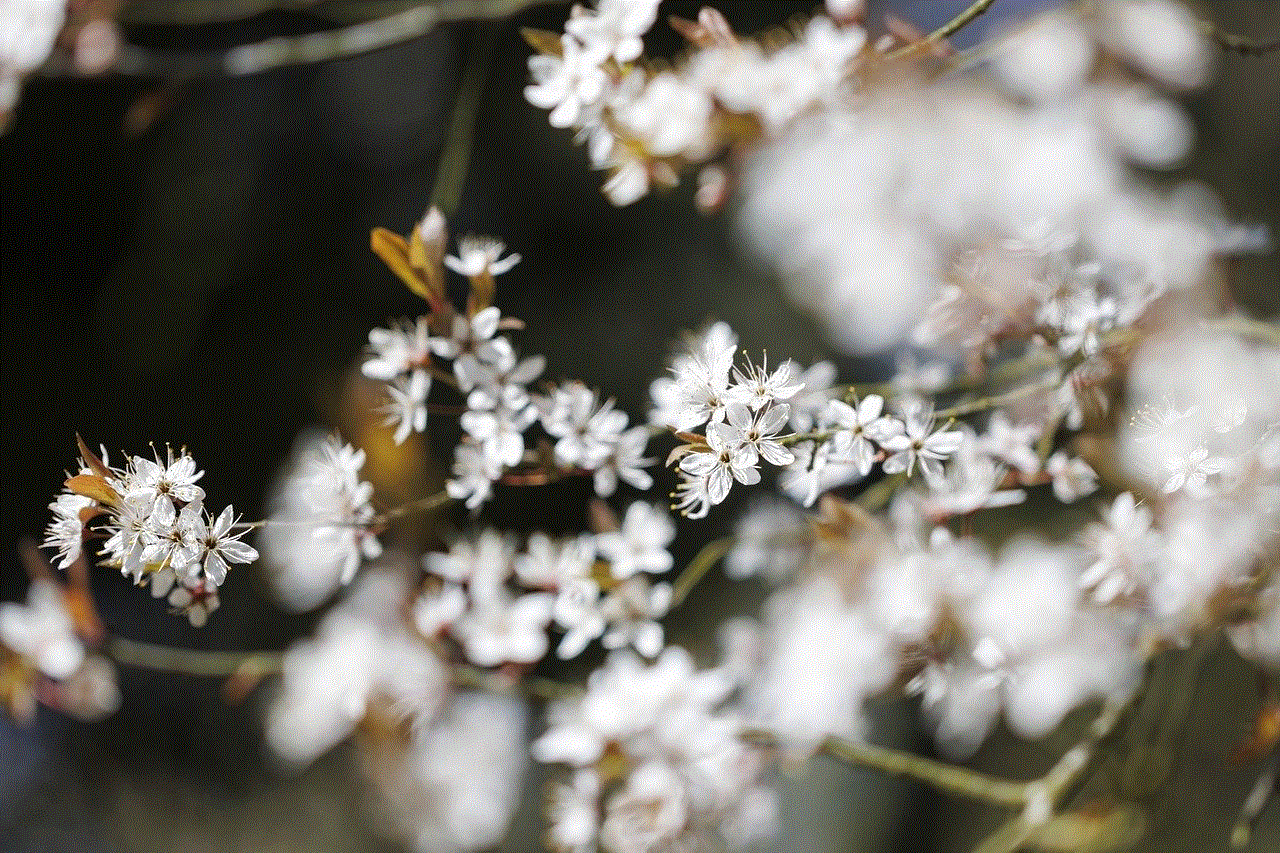 Flowers Plum Blossoms