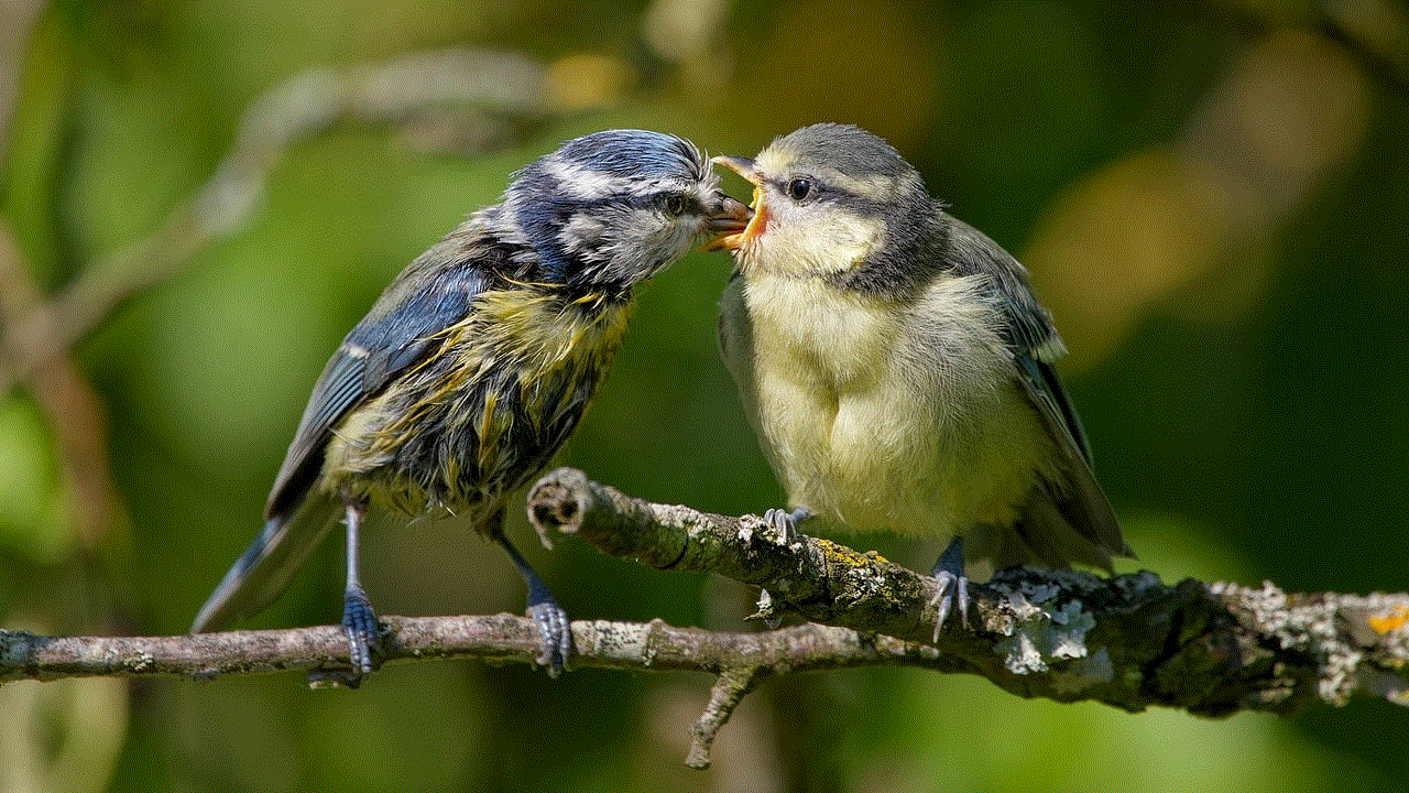 Blue Tit Tit