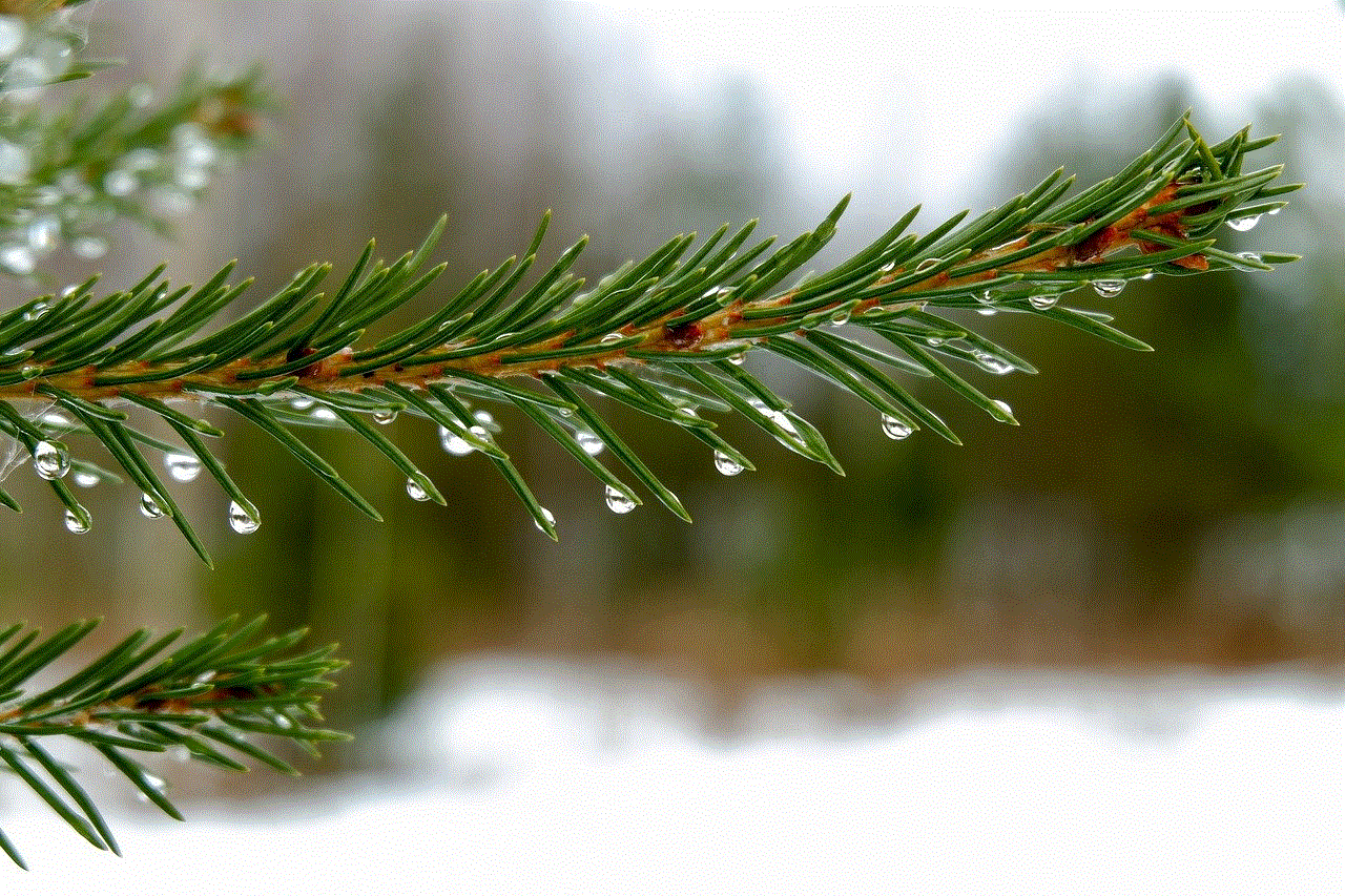 Spruce Needles Nature Wallpaper