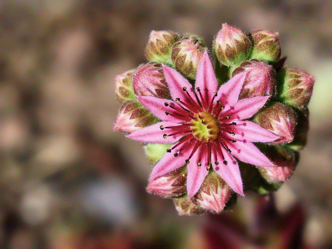 Sempervivum Houseleek