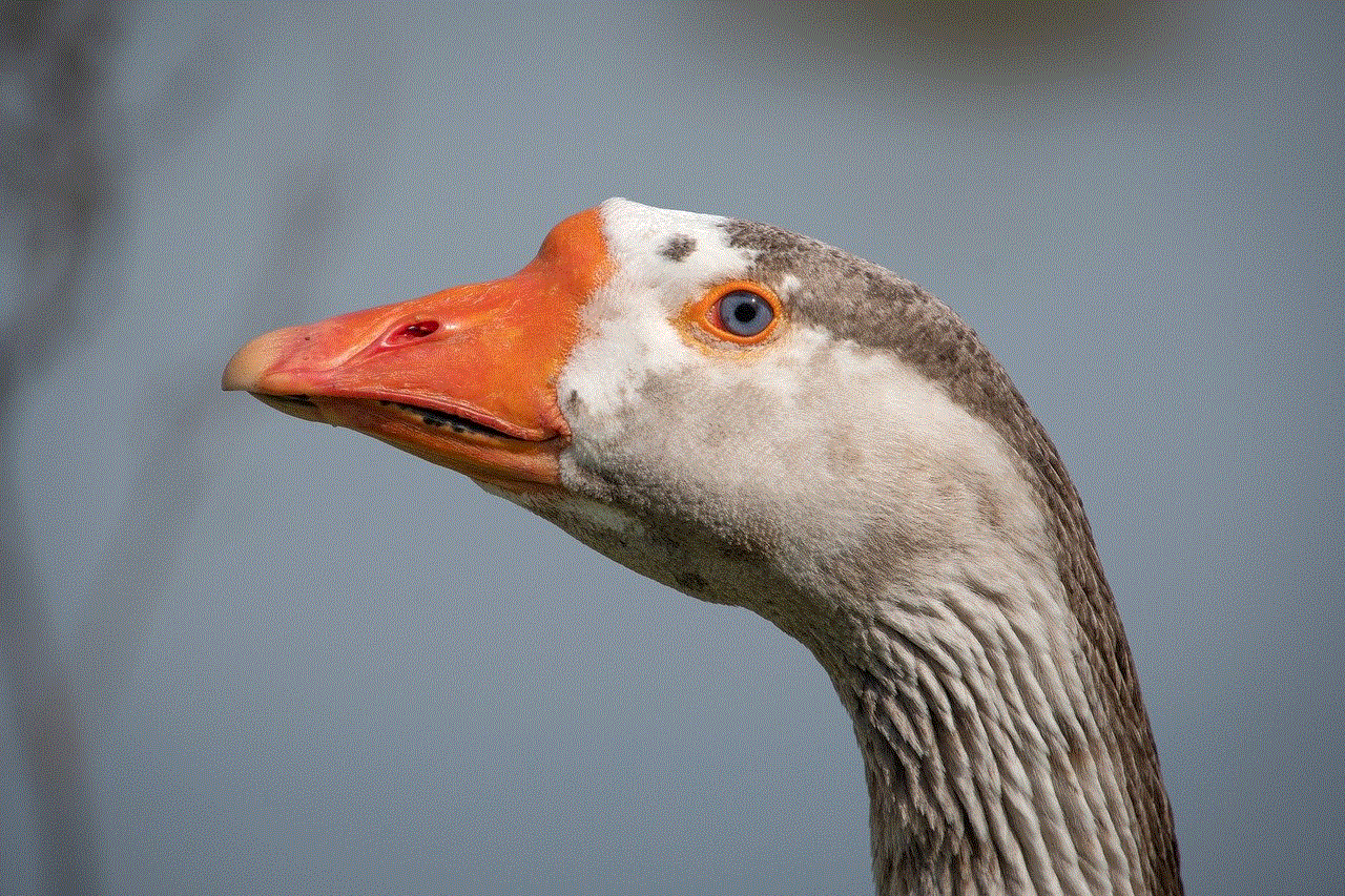 Bird Goose