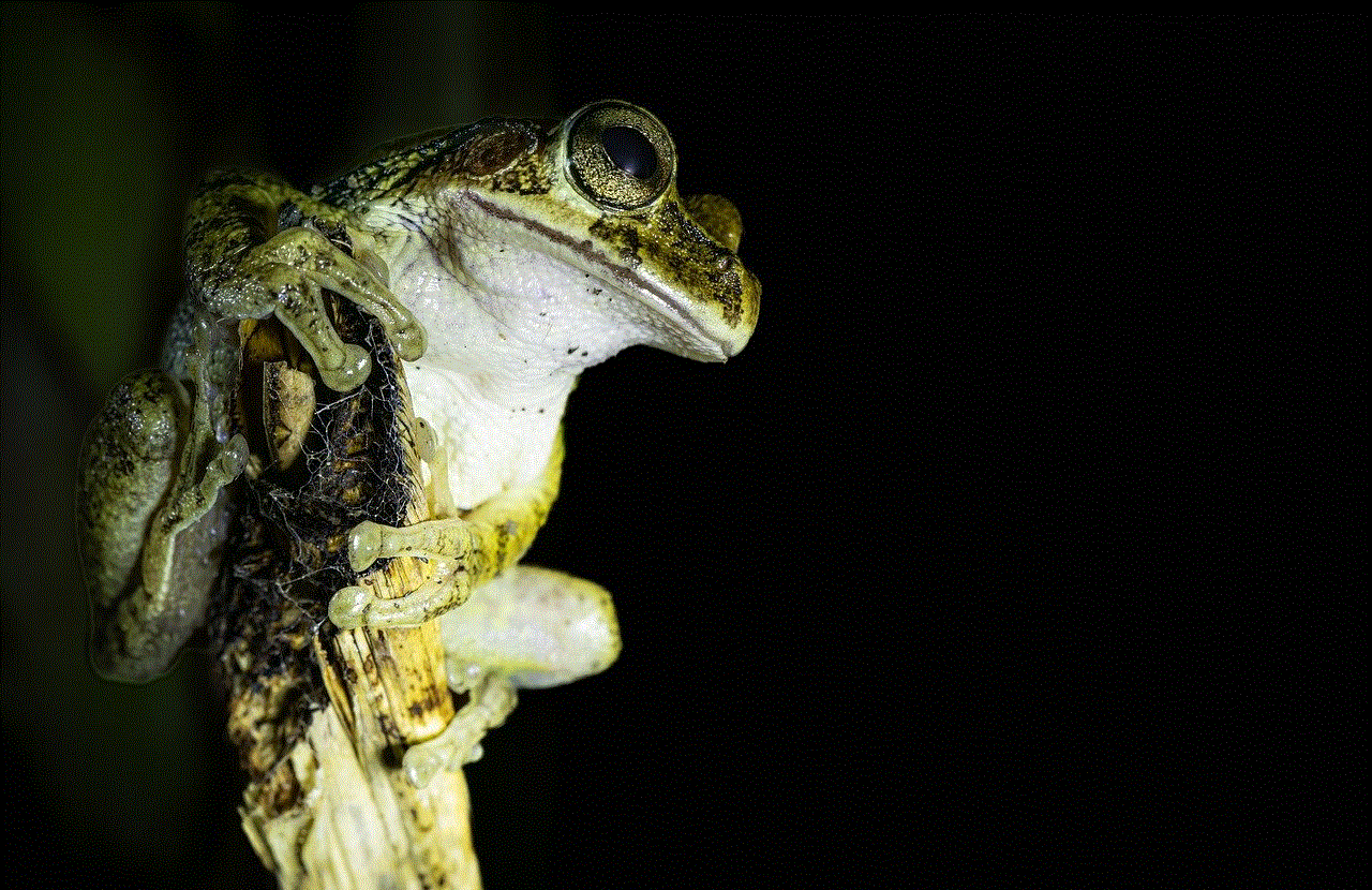 Tree Frog Frog