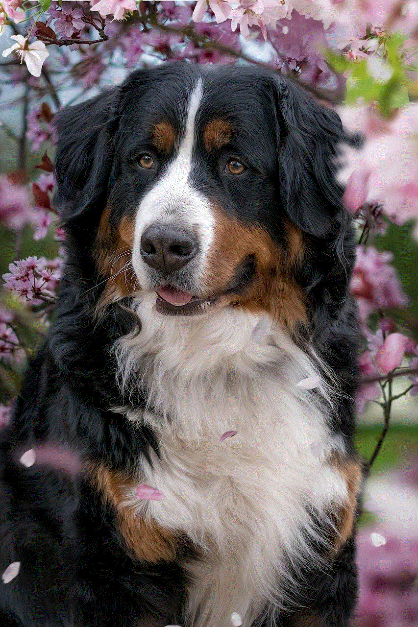 Bernese Mountain Dog Cherry Blossoms
