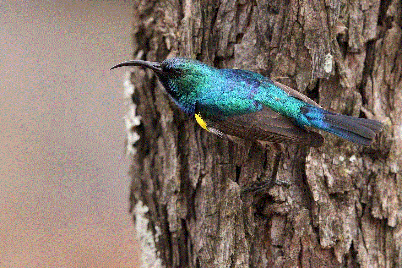 Bird Sunbird