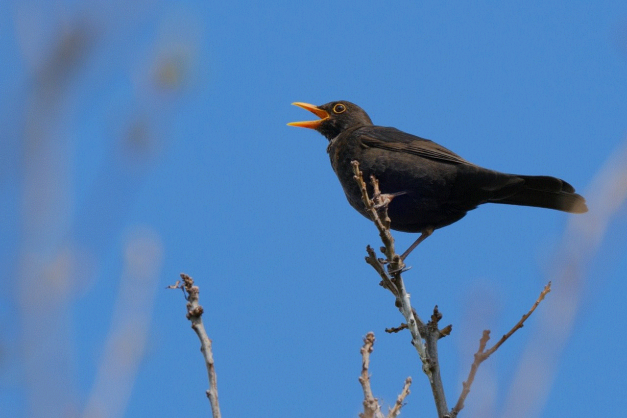 Bird Blackbird