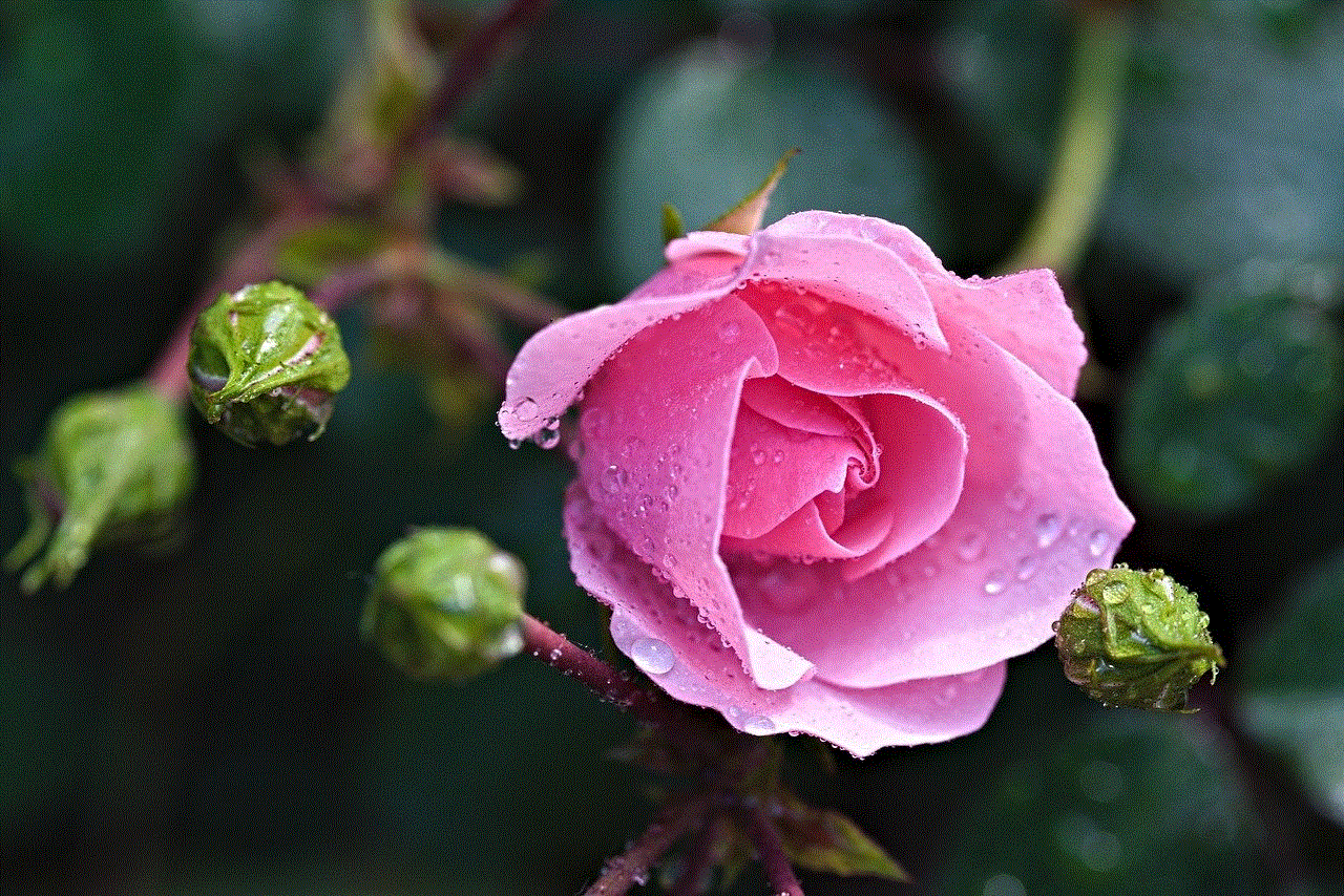 Rose Bud