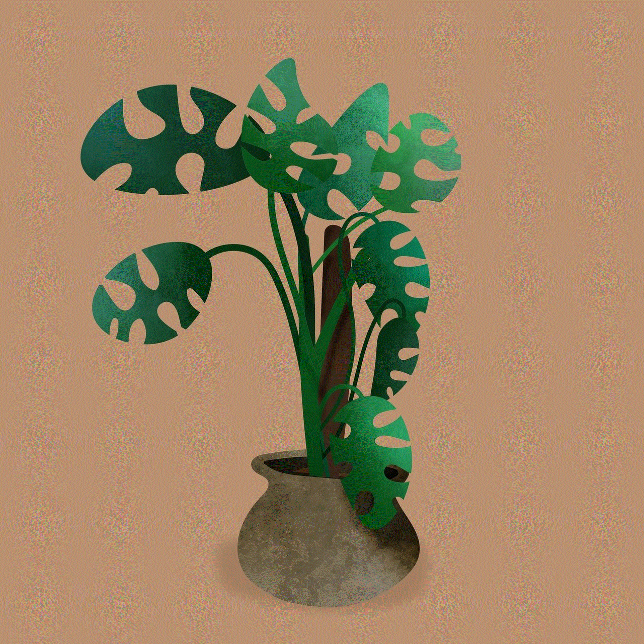 Monstera Plant