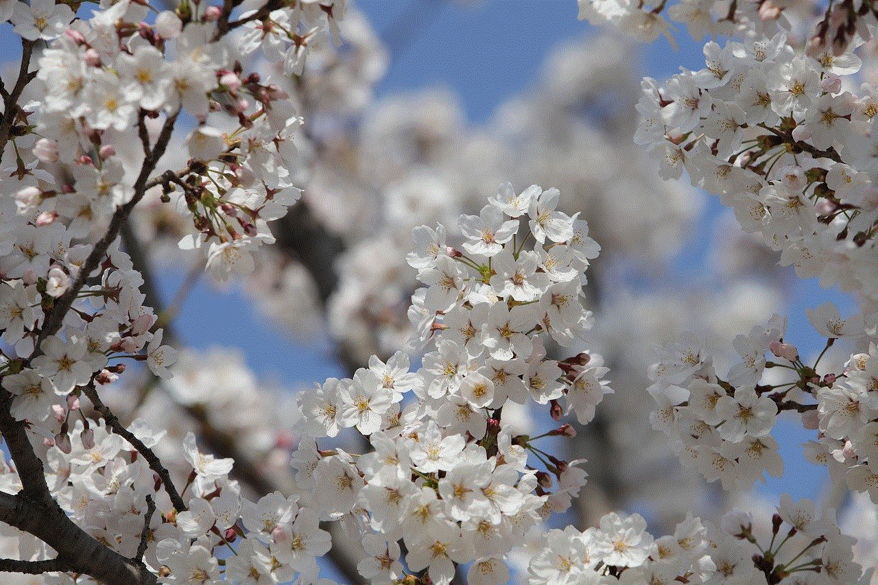 Cherry Blossom Spring