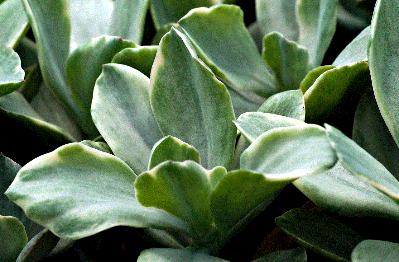 Succulent Plant