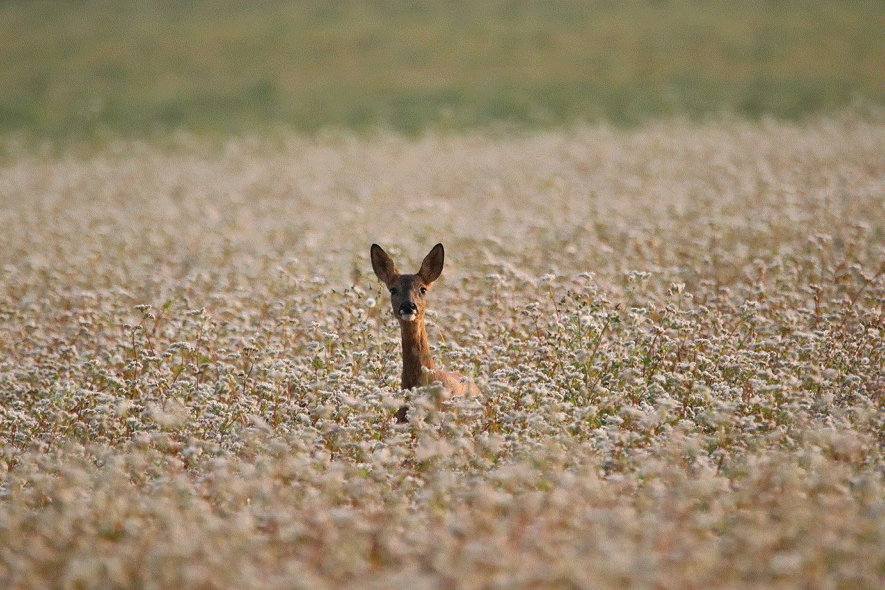 European Roe Deer Roe Deer