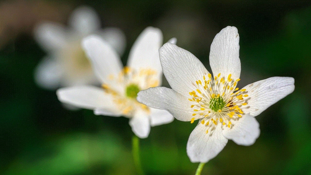 Flowers Wood Anemones