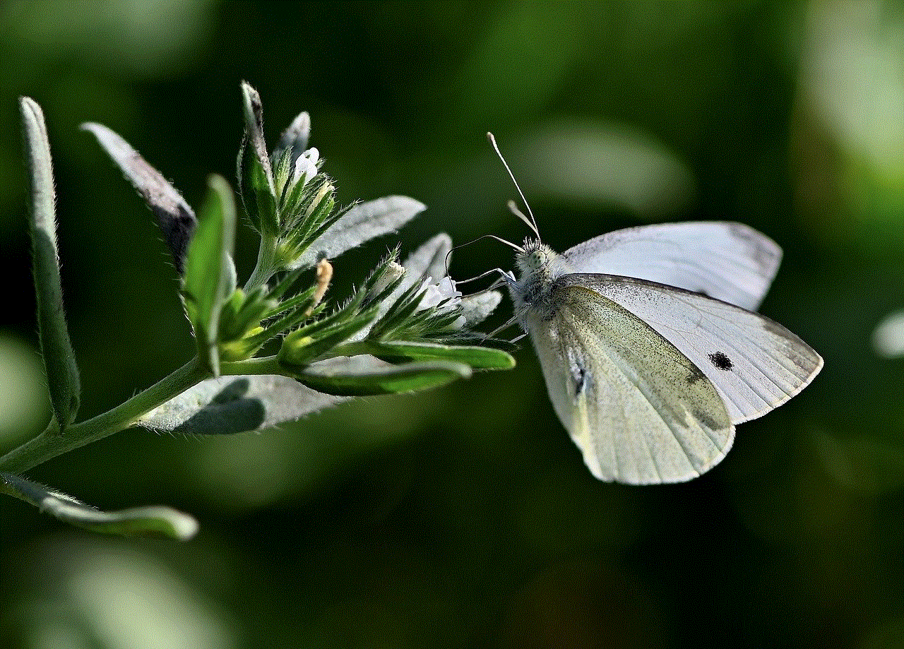 Butterfly Insect