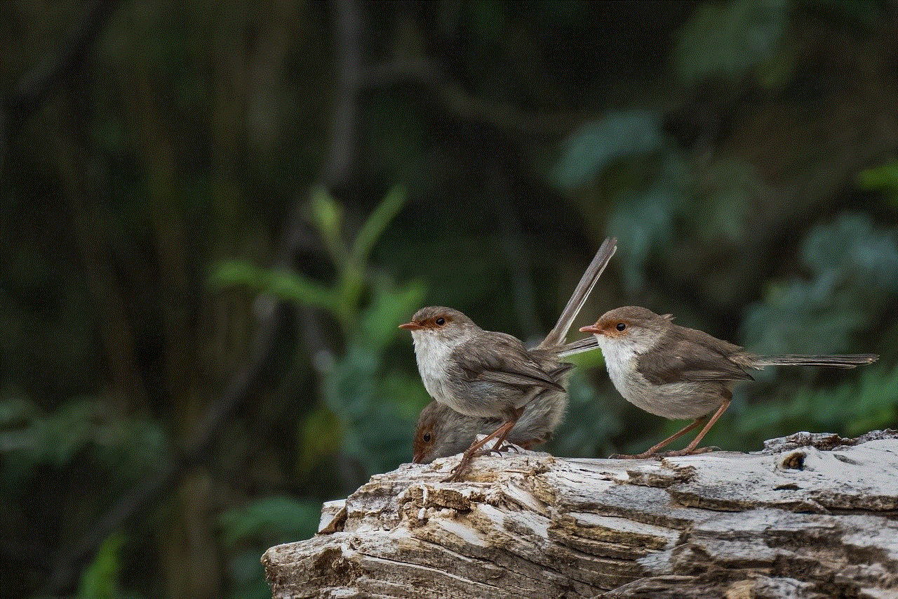 Birds Superb Fairywrens