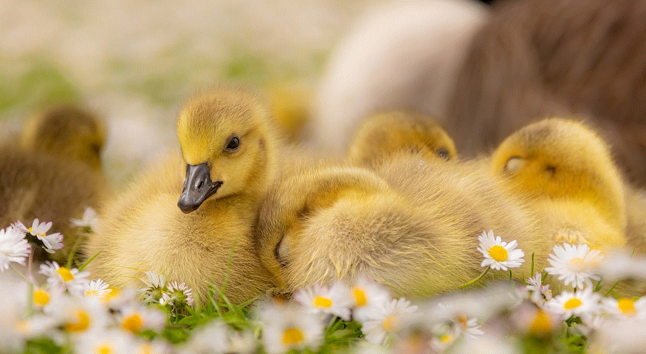 Goslings Geese