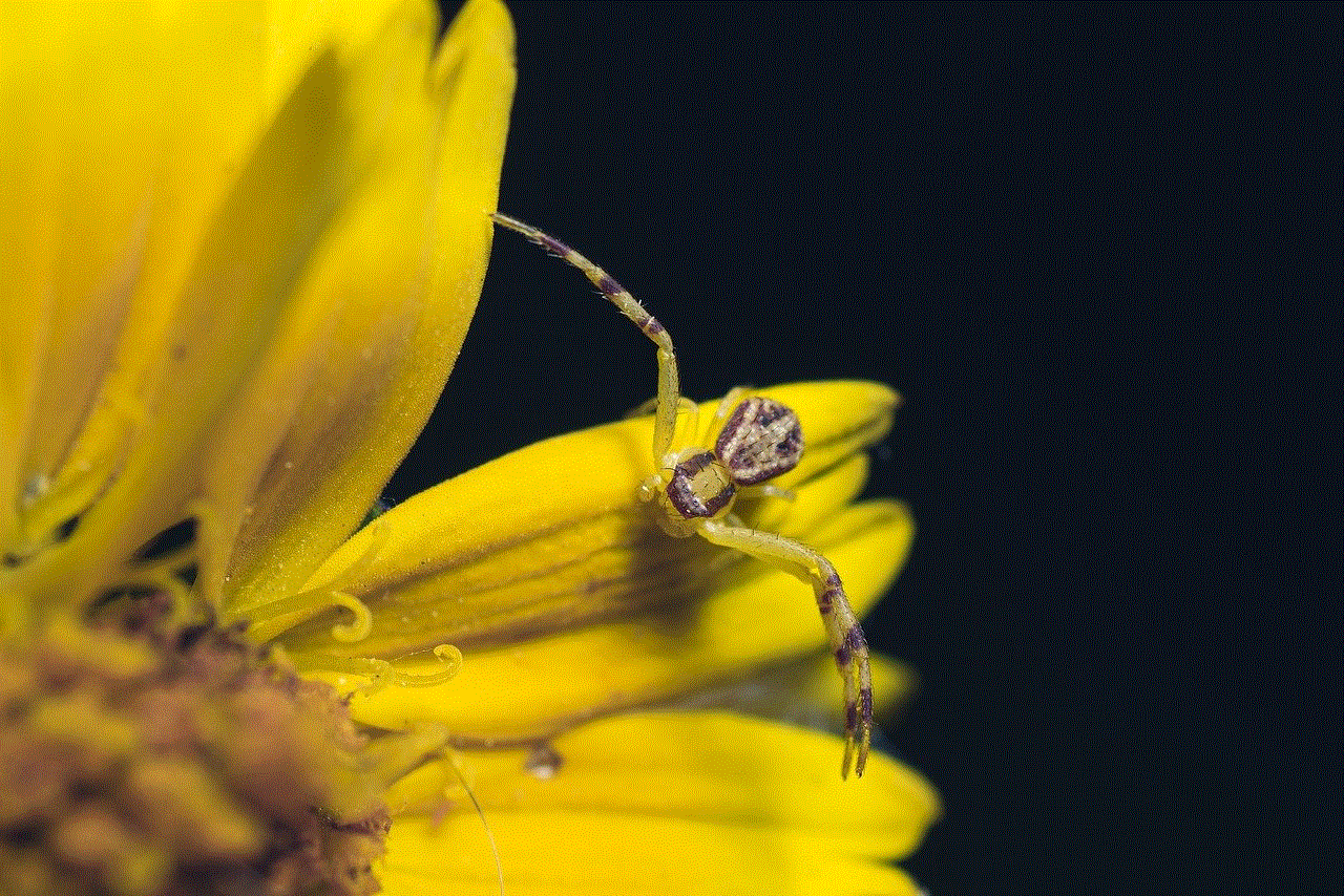 Insect Spider Insect Spider