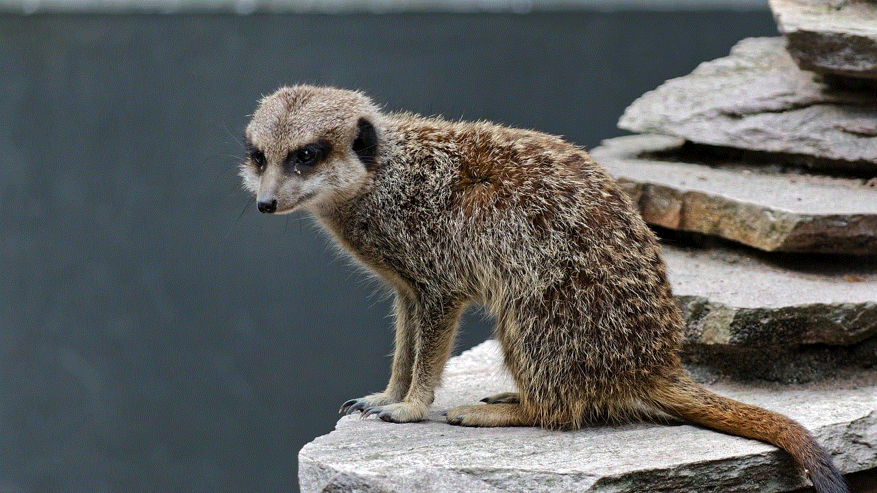 Meerkat Mammal