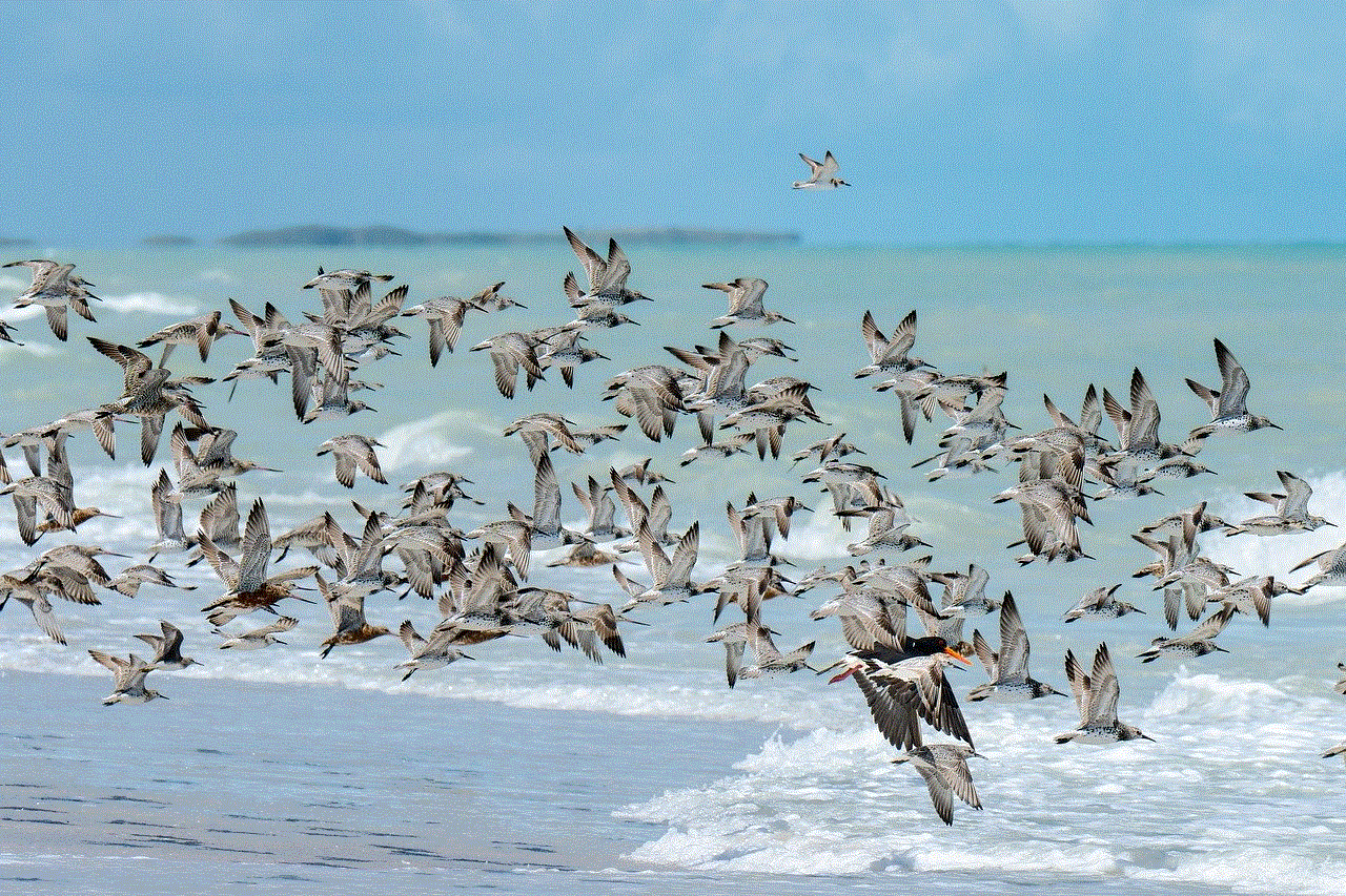 Birds Sandpiper