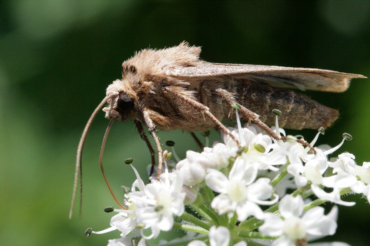 Butterfly Insect