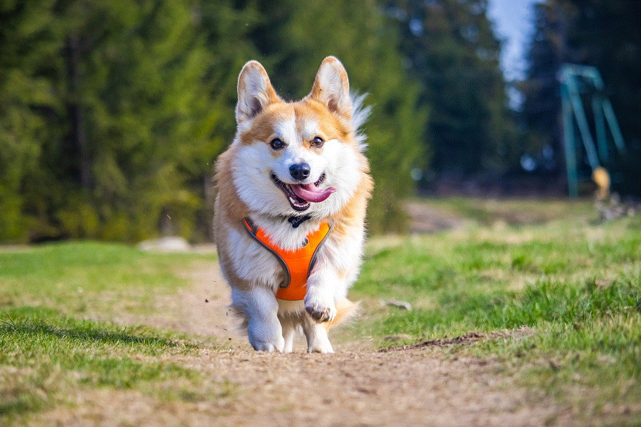 Dog Corgi