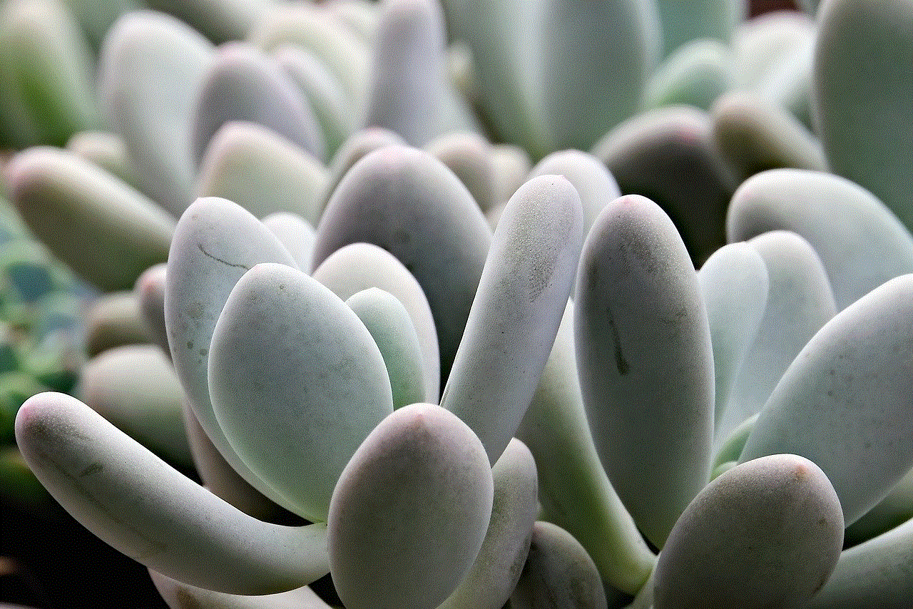 Succulent Flower