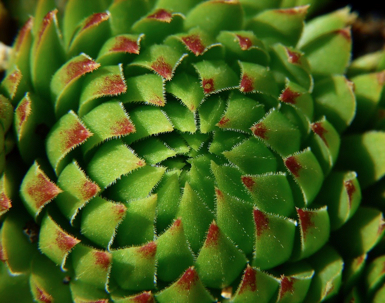 Thick-Leaved Plant Sedum