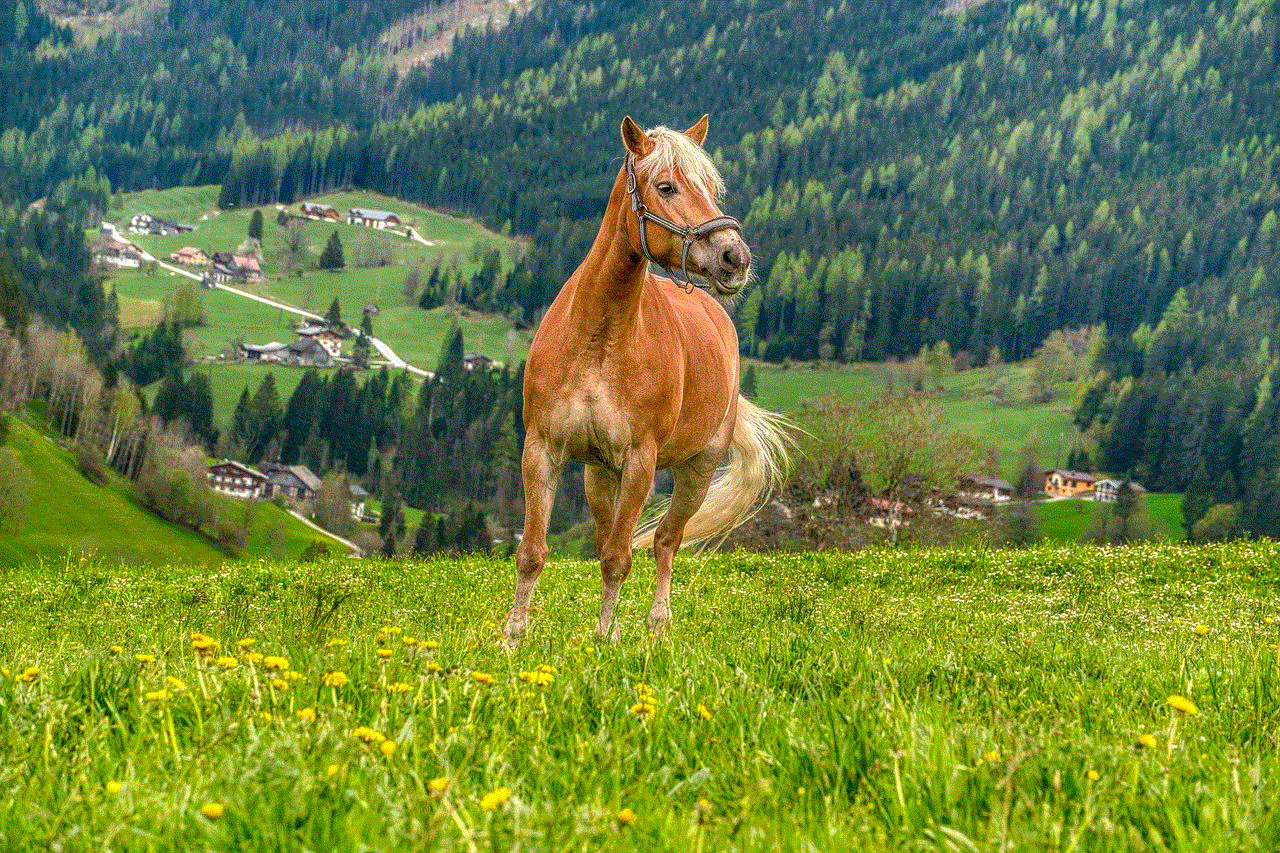 Horse Full Hd Wallpaper