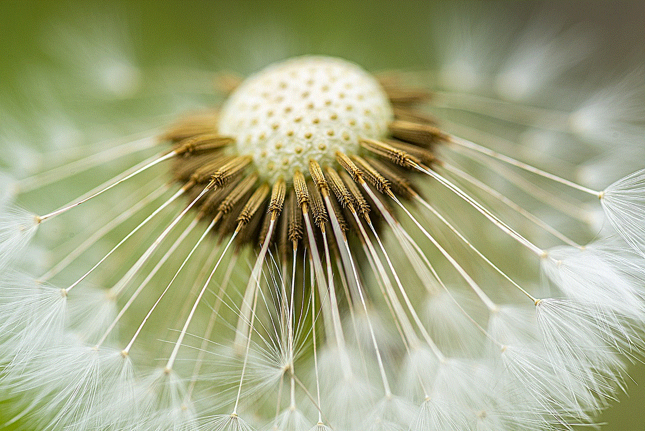 Dandelion Flower