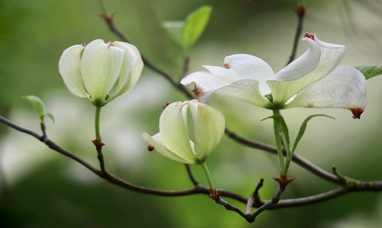 Dogwood Cornus Florida