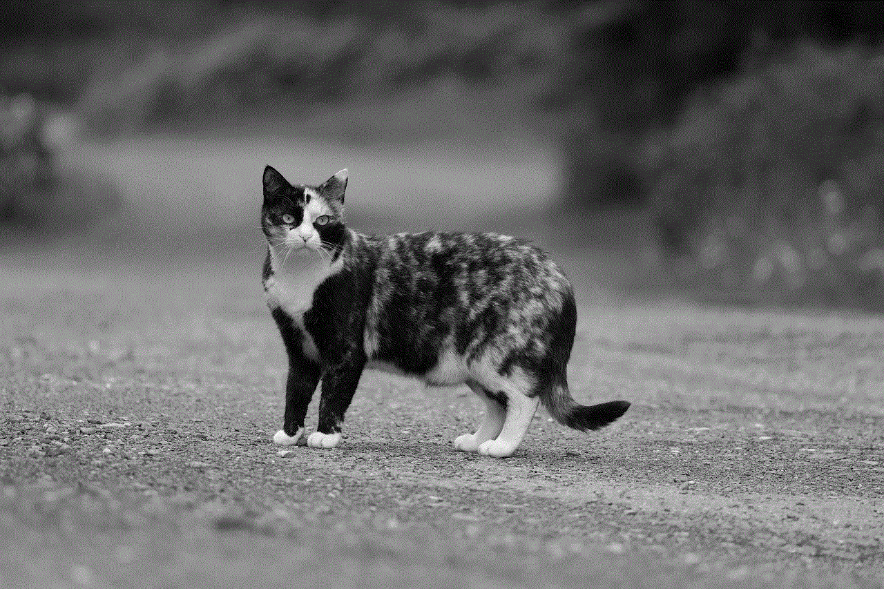 Cat Domestic Cat Cat Domestic Cat