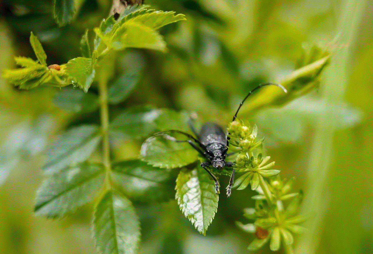 Beetle Large Oak Beetle