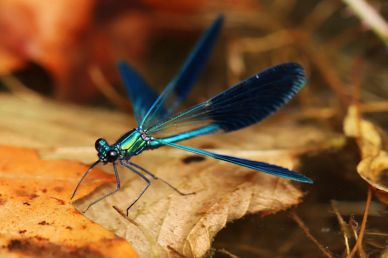 Dragonfly Nature