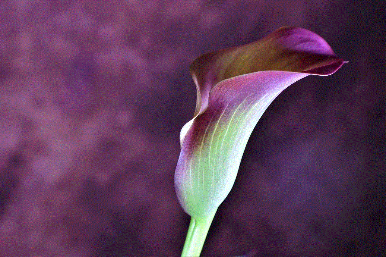 Calla Lily Flower