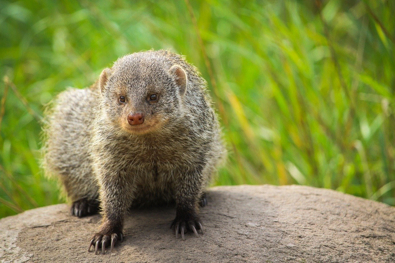 Mongoose Zoo