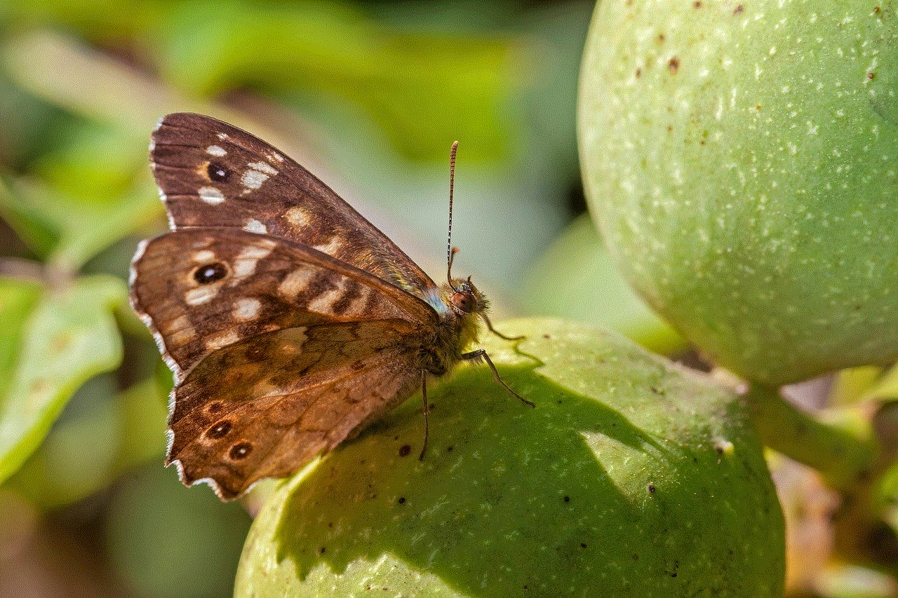 Butterfly Insect