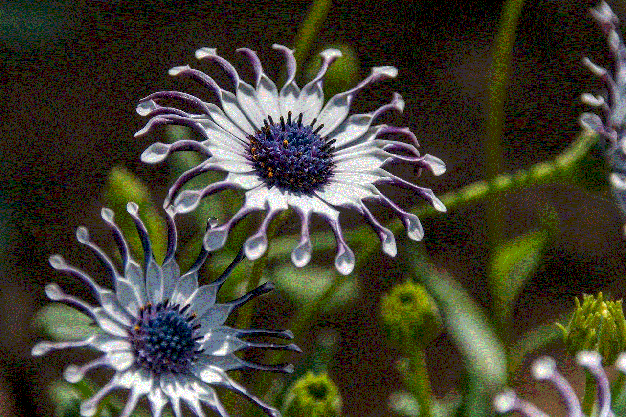 Flower Beautiful Flowers