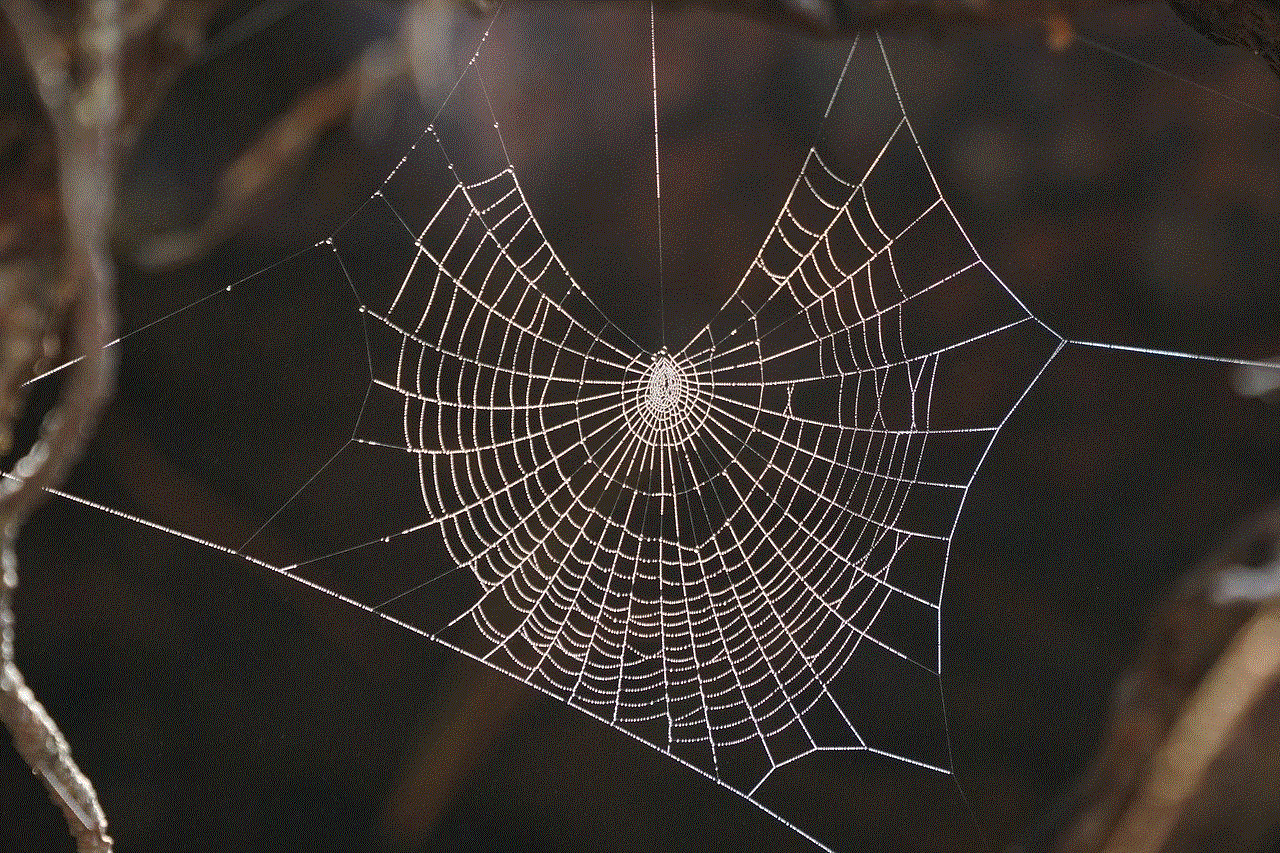 Spiderweb Spider