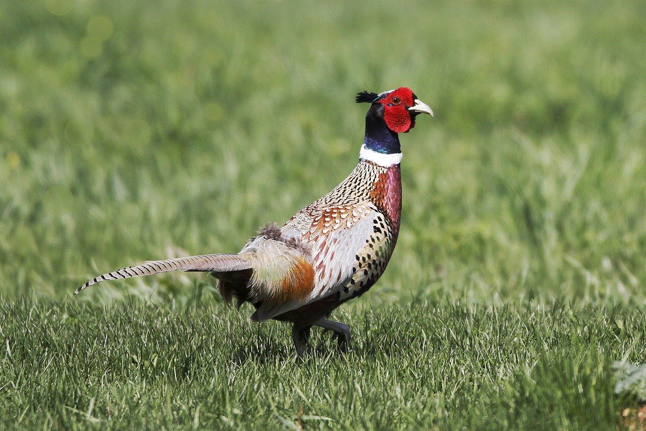 Pheasant Ring-Necked Pheasant