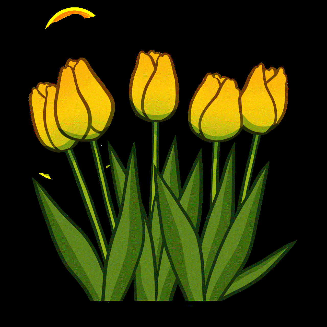 Tulips Flowers