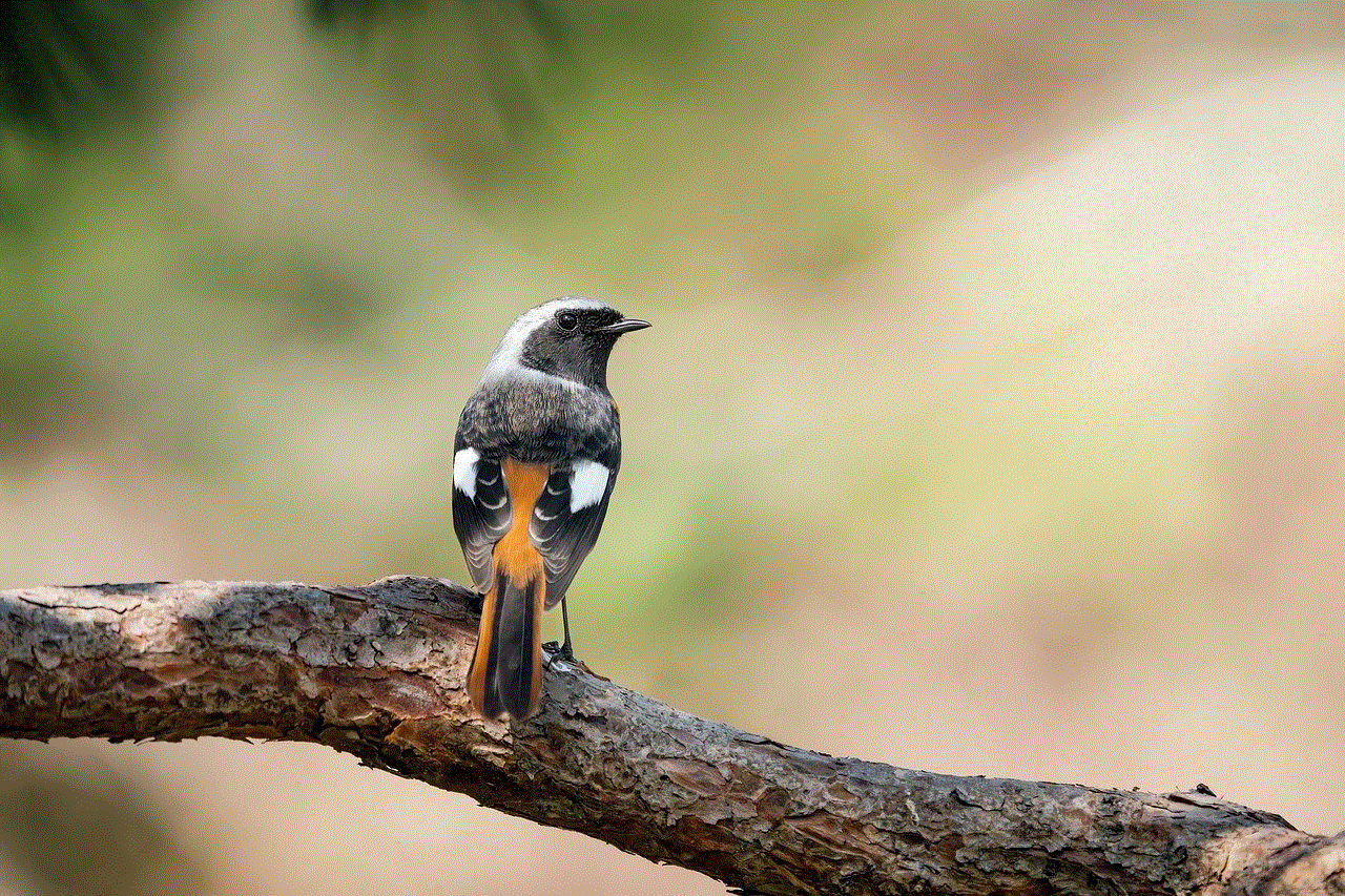 Bird Daurian Redstart