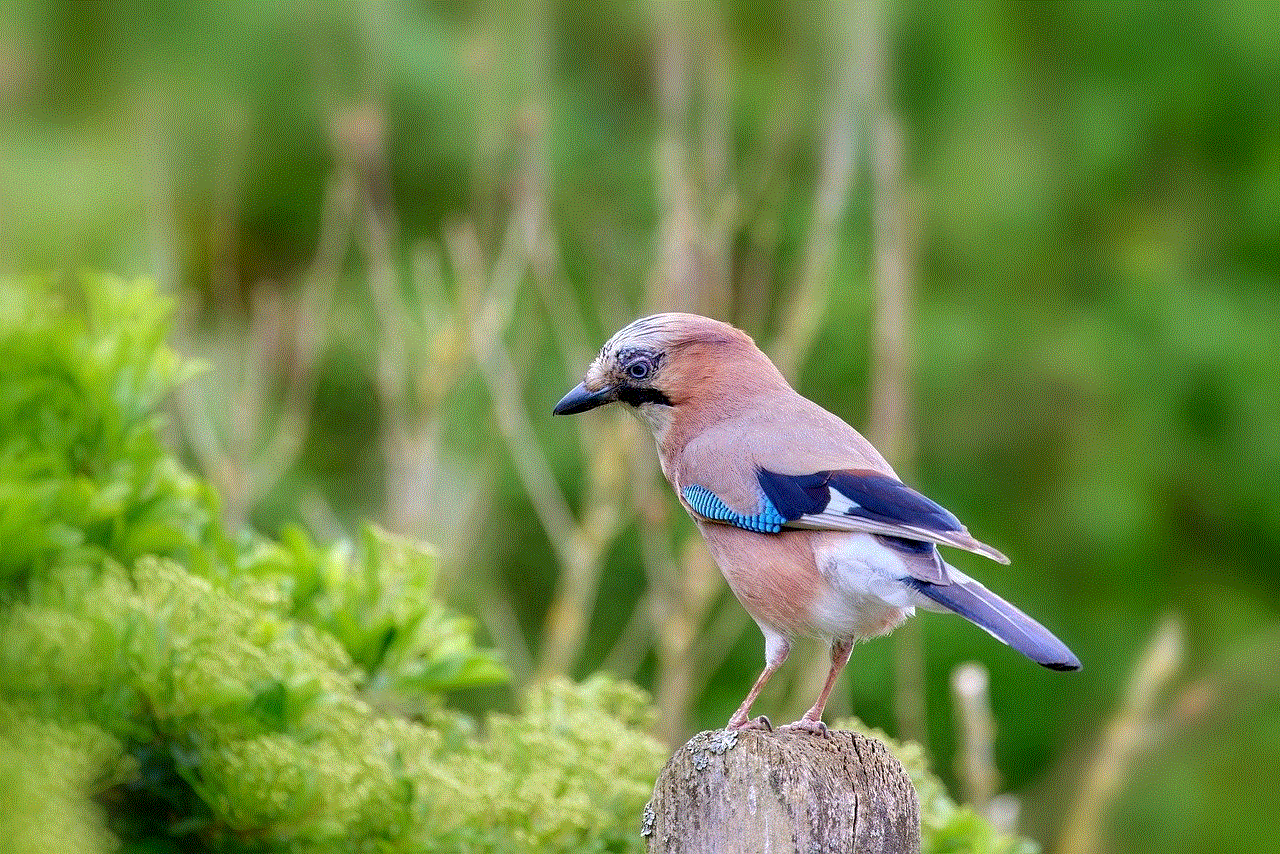 Bird Jay