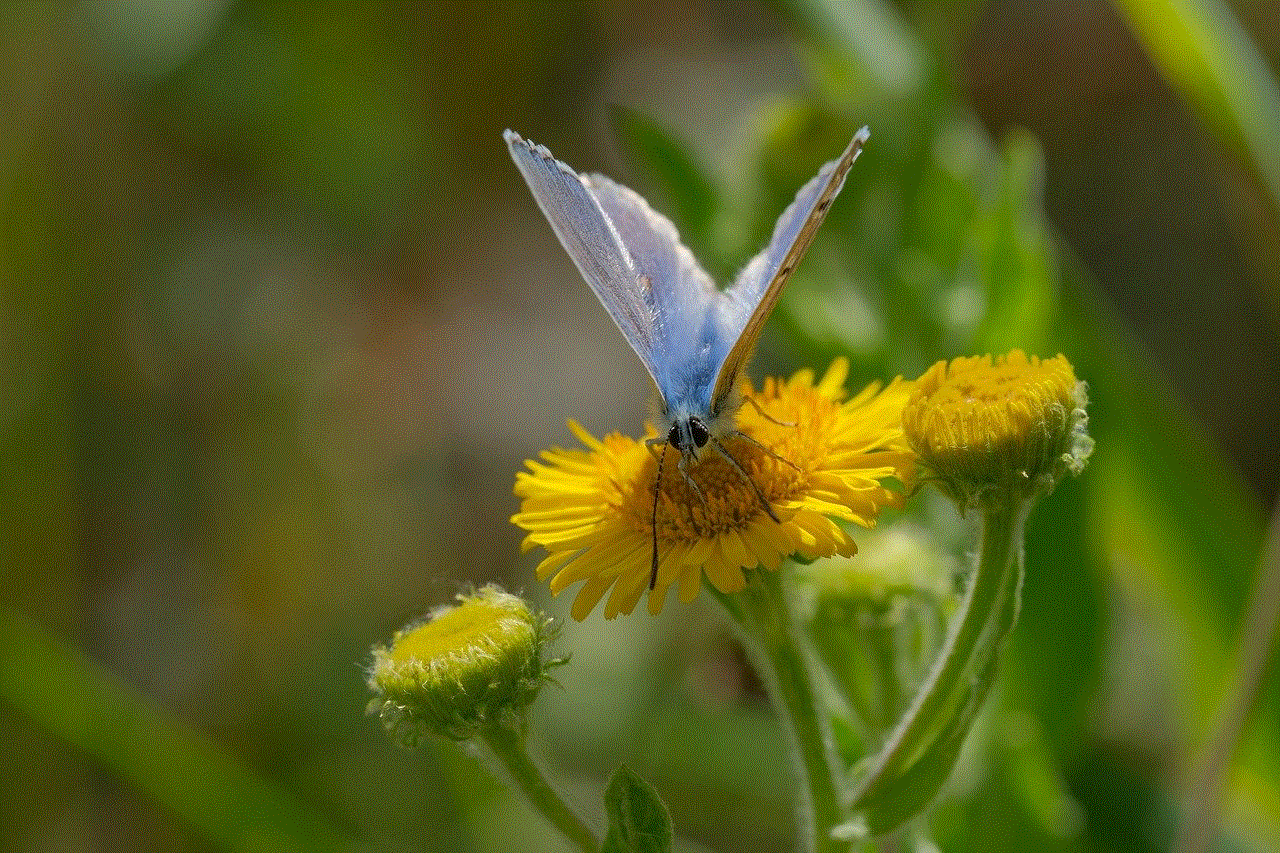Common Blue Butterfly Free Background