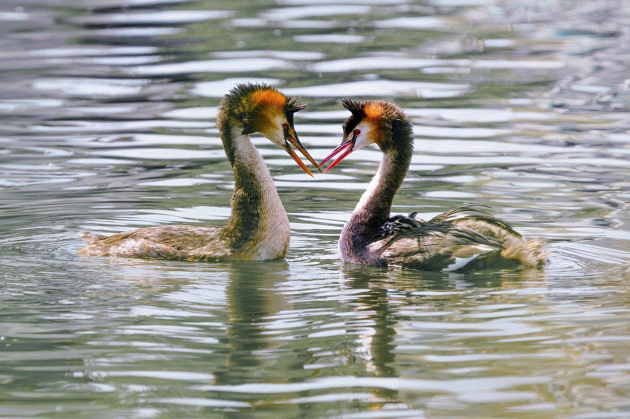 Grebes Birds