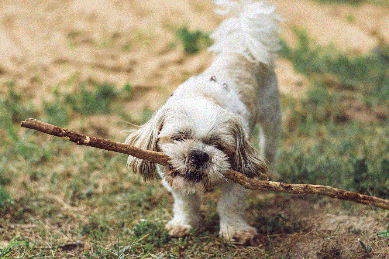 Puppy Outdoors