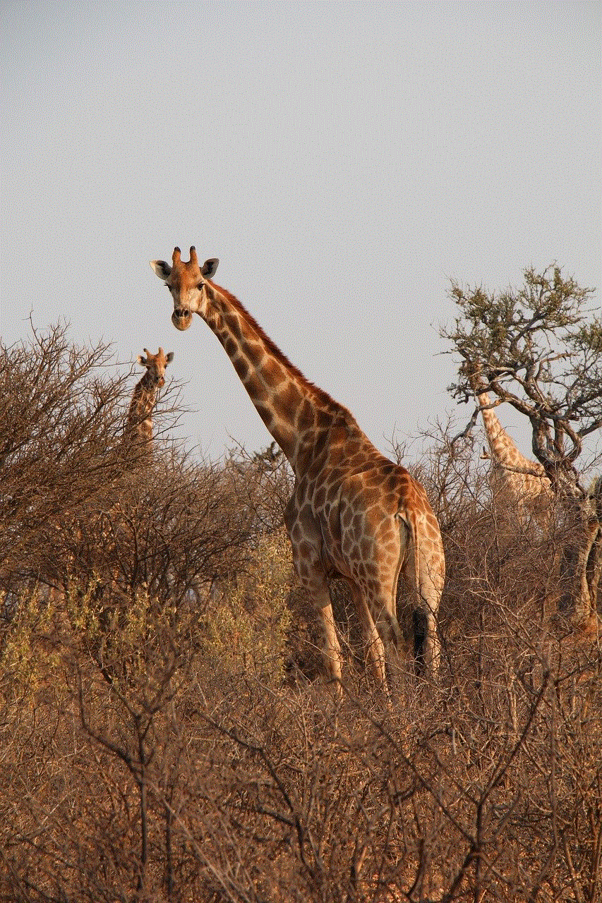 Giraffes Herd