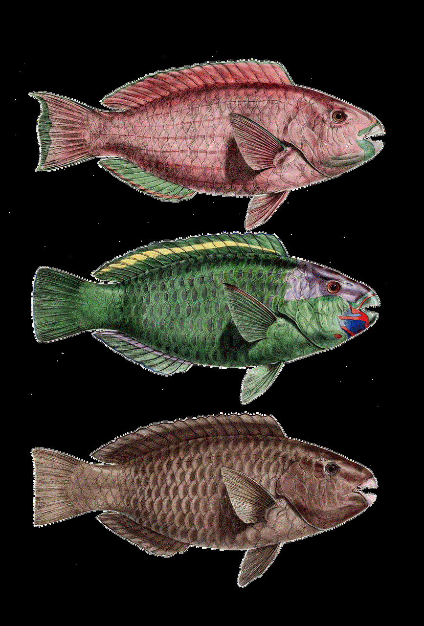 Fish Parrot Fish