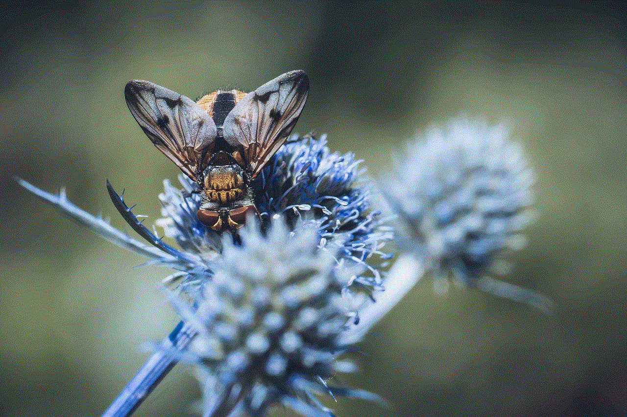 Hedgehog Fly Insects