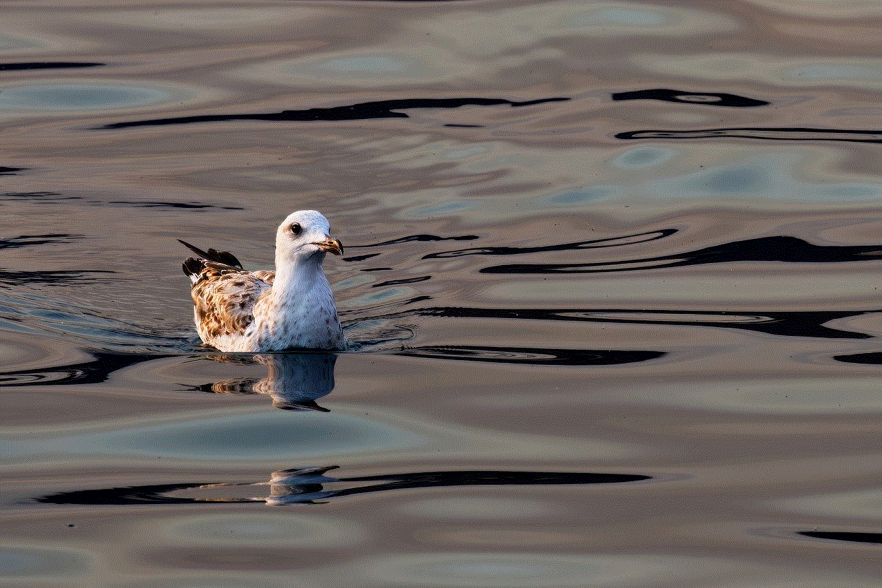 Silver Gull Bird