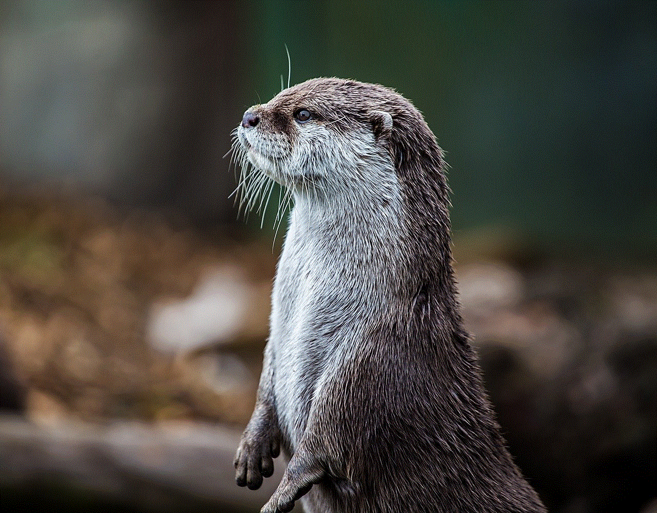 Otter Animal