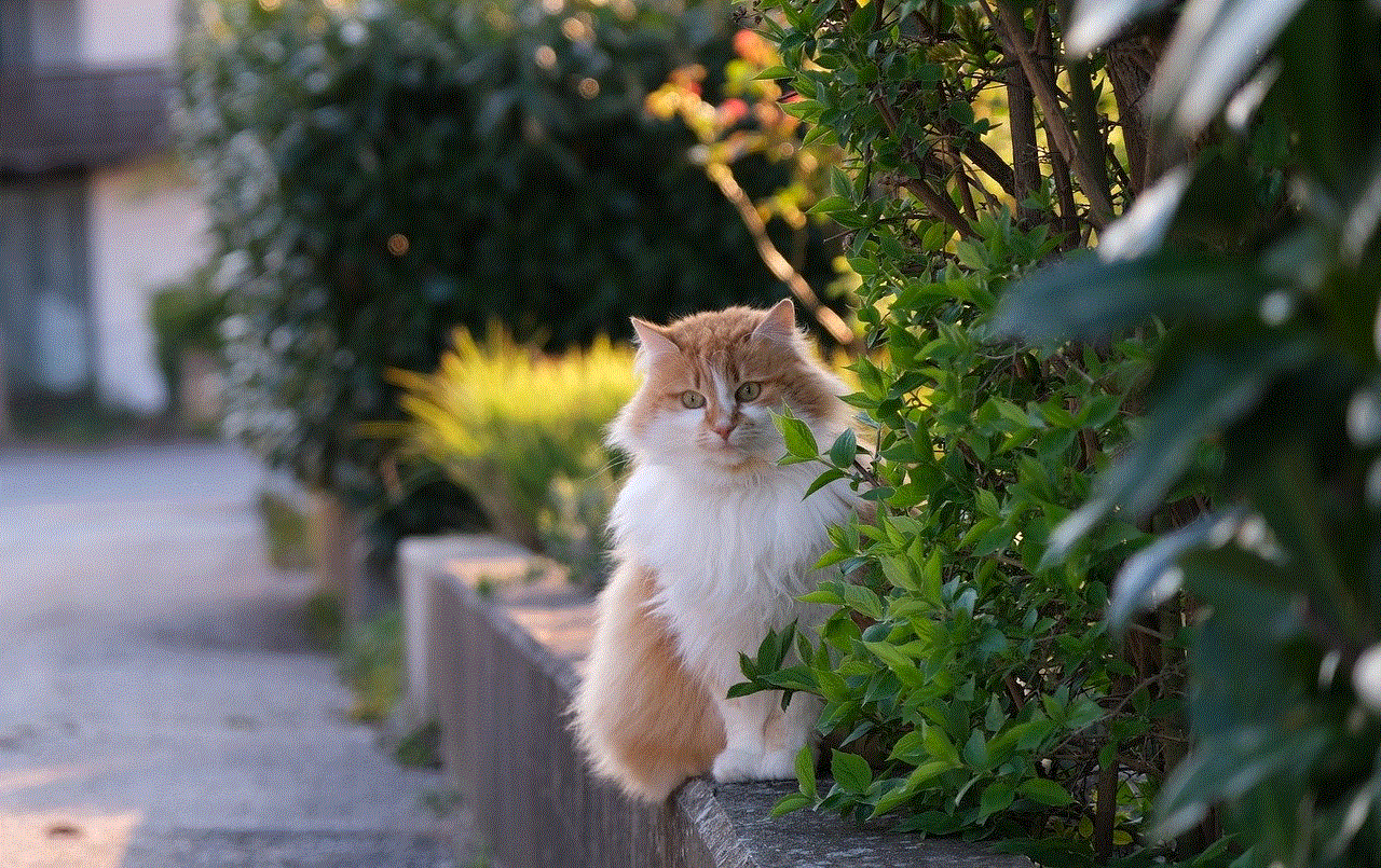 Cat Feline Cat Feline