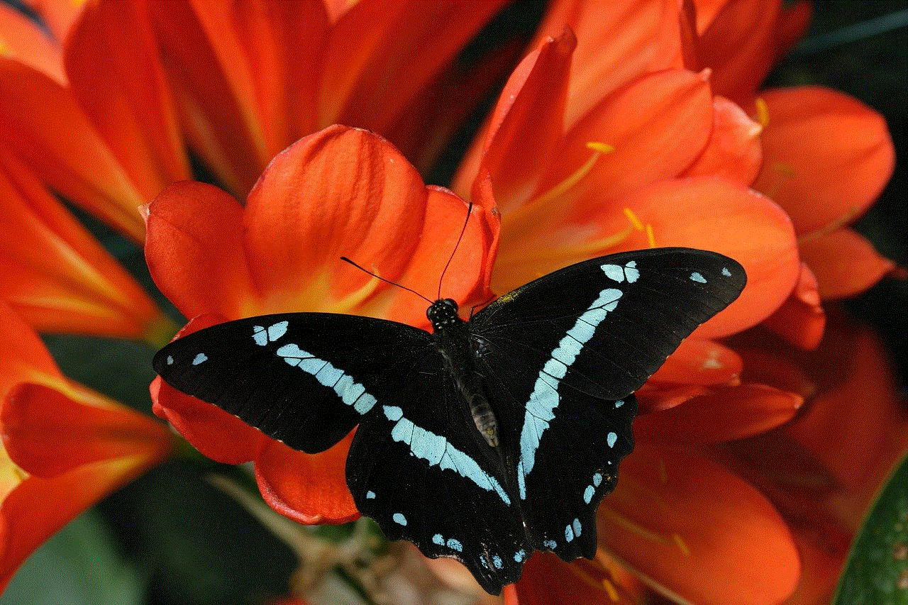 Butterfly Red Flowers